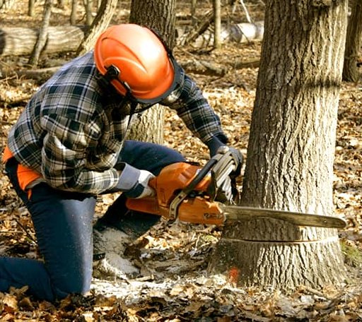 Tree Removal in Lindside, WV